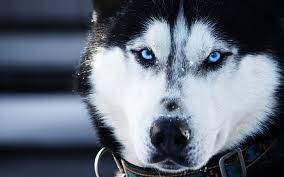 Siberian Husky Puppies With Blue Eyes Wallpaper Hd Wallpapers Hewan