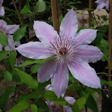 Image result for Clematis