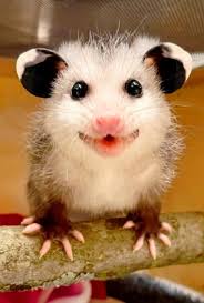 Possum with babies in pouch spotted