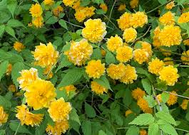Plant will be dormant (no leaves) late fall through the winter months, this is normal. Kerria Japonica Aka Japanese Kerria Gardenlady Com