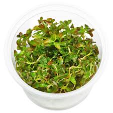 Image result for Ludwigia senegalensis