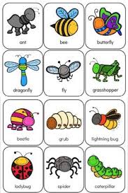 They are more than half of all known living species. 9 B Teach Insects Ideas Insects Preschool Bugs Preschool Insects Theme