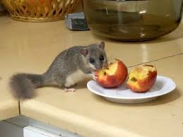 Siebenschlafer Vertreiben Mit Einfachen Naturlichen Mitteln Ohne Die Tiere Zu Verletzen Siebenschlafer Exotische Haustiere Tiere