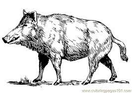 Pigs include domestic pigs and their ancestor, the common eurasian wild boar (sus scrofa), along with other species. Photo Wild Boar Coloring Page For Kids Free Boar Printable Coloring Pages Online For Kids Coloringpages101 Com Coloring Pages For Kids