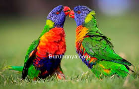 Seperti judul di atas kita akan membagikan gambar burung cantik dan indah di dunia. Gambar Burung Cantik Burungnya Com