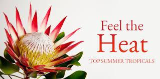 Top notch flowers is california premier cannabis delivery service offering the finest and lowest prices on bud, vapes, edible, concentrates, and more. Exotic Summer Tropical Flowers Ah Sam Floral Co Ah Sam Floral Co