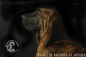 Filhotes de chow chow os filhotes de chow chow são muito fofos e é difícil resistir a eles. Cachorro Fila Brasilero 11 Julio Cesar Hoyos A Flickr