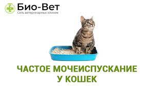 koshka chasto hodit po malenkomu prichiny chastogo mocheispuskaniya u koshek