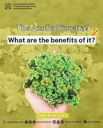 Image result for Azolla pinnata