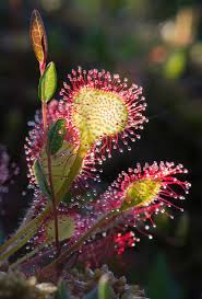 Image result for Droseraceae