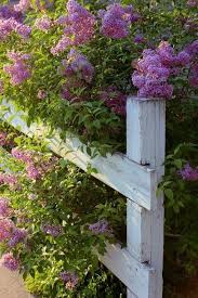 Pin By Maren Toom On Lilac Cottage Garden Shrubs Cottage Garden Urban Garden