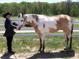 Black And White Paint Horses For Sale Near Me Buckskin Overo Paint Horses American Paint Horse Horses For Sale