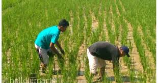Menangkap ikan di sawah sawah yang kekeringan karena kemarau maka ikan ikan kumpul di sisa sisa genangan air yang. Warga Desa Karanganyar Banyumas Tangkap Ikan Di Sawah