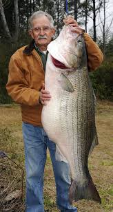 Maybe you would like to learn more about one of these? New State Record For Striped Bass Confirmed By Adcnr Joe S Outdoor Office Video And Photos Al Com