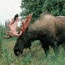 Why moose need to shed their antlers
