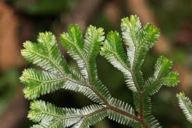 Image result for Selaginella soyauxii
