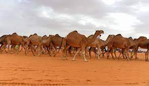 ما هي افضل انواع الابل بالصور 2020 ومواصفات كل نوع