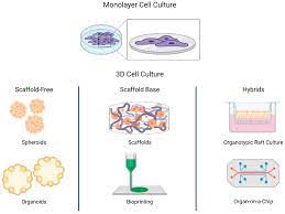 Plant cells are connected and communicate with each other via plasmodesmata. Biomedicines Free Full Text 3d Cell Culture Models In Covid 19 Times A Review Of 3d Technologies To Understand And Accelerate Therapeutic Drug Discovery Html