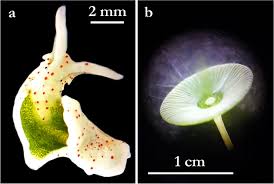Image result for Isoglossa membranacea