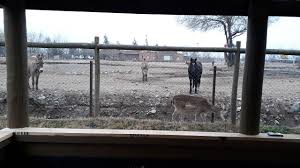 Bun venit la cabana suru, 1450m ! Safari Lodge Bewertungen Fotos Preisvergleich Rancagua Chile Tripadvisor