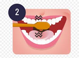 Browse this featured selection from the web for use in websites, blogs, social media and your other products. Download Free Brushing Teeth Png Clipart Tooth Brush Your Teeth Png Teeth Png Free Transparent Png Images Pngaaa Com