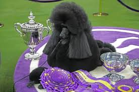 Westminster dog show 2020 was held at madison square garden in new york. Famed Westminster Kennel Club Dog Show Coming To Westchester S Lyndhurst Tarrytown Sleepyhollow Daily Voice