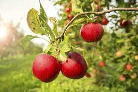 We did not find results for: Braeburn Apple Tree 4 5 Ft Self Fertile Ready To Fruit Crisp Aromatic 3fatpigs Garden Outdoors Gardening