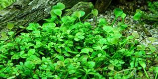 Image result for Marsilea distorta