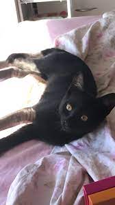 Sweet Angelina Cute Cats And Dogs Gorgeous Cats I Love Cats