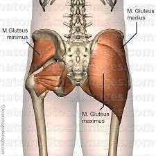 Anatomy Stock Images Hip Muscles Musculus Gluteal Region Gluteus Maximus Medius Minimus Buttocks Back Skin Names