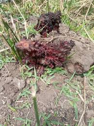 Image result for Sarcophyte