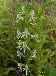 Image result for Habenaria epipactidea