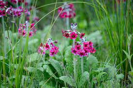 Flowering Plants For Damp Shade Plants That Like Shade Dry Shade Plants Plants