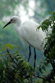 Big Black And White Bird With Yellow Beak Snowy Egret Smaller Than The Great White Egret And Identifiable By The Black Beak And Legs Whereas The Great White Is Large Beautiful Birds Animals Wild Birds