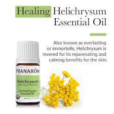 Image result for Helichrysum helvolum