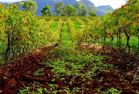 Hunter Valley Wine Wikipedia