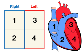 The iliac, femoral, popliteal and tibial (calf) veins are the deep veins in the legs. Heart Anatomy Labeled Diagram Structures Blood Flow Function Of Cardiac System Ezmed