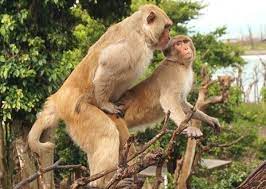 Macacos machos em uma ilha caribenha fazem mais sexo entre si do que com  fêmeas, diz estudo