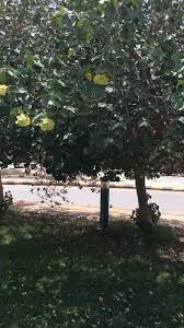 عنصر تصميم نبات الشجر الأخضر شجرة خضراء بسيط أخضر png صورة للتحميل مجانا background design plant design design