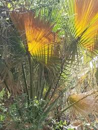 Image result for Wiesneria filifolia