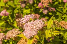 Image result for spirea japonica gold princess