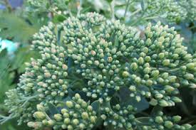 Fetthenne Fette Henne Sedum Pflege Schneiden Und Sorten Tipps Gartendialog De