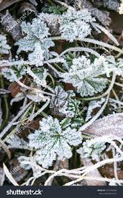 Frost On The Grass Ice Crystals On Meadow Grass Close Up Nature Background Grass With Morning Frost And Yellow Sunlight Winter Background Ice Crystals Frost