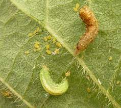 Sign up to receive timely updates and useful information from the north carolina soybean producers. Province Of Manitoba Agriculture Soybean Aphids