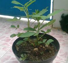 Kacang tanah atau yang dalam bahasa latinnya bernama kacang tanah mudah ditanam. Cara Menanam Kacang Tanah Di Polybag Atau Pot Bibitbunga Com