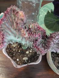 We did not find results for: Coral Cactus Succulent Plants Shefalitayal