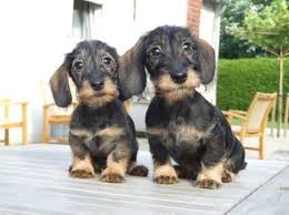Fantasy Games Espn Wire Haired Dachshund Dachshund Puppies Cute Dogs