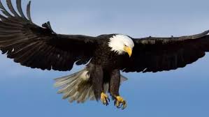 What Is The Garuda Bird Called In English Quora Garuda with the head and wings of eagle and sometimes with the rest of his body like that of a man is called the king of birds and he is also the. garuda bird called in english