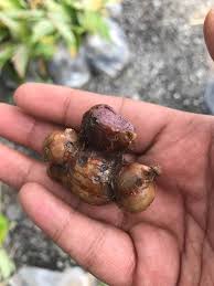 Mengatasi kanker usus besar rutin mengomsumsi kunyit hitam. Pokok Kunyit Hitam Herba Online Nursery No 1 Malaysia Facebook