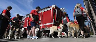 Sep 10, 2020 · the colorado springs fire department is also in possession of the best equipment suitable for endless situations. Dogs To The Rescue In Colorado Springs Thetribune Gazette Com